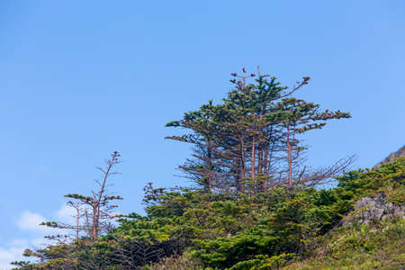 cluster of small evergreen trees and blue sky, Newfoundlandの写真素材