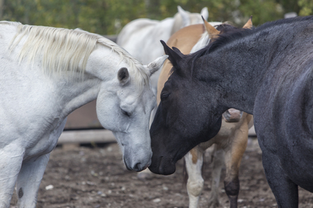 white and black horses nuzzling in Wyoming ranch corralの写真素材