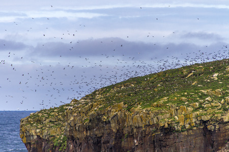 many Atlantic Puffins flying above Newfoundland islandの写真素材