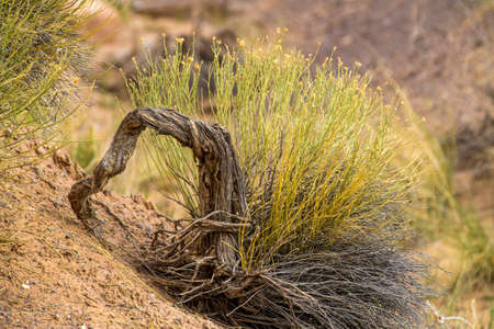 desert plant with green foliage, twisted trunk in New Mexico desertの写真素材