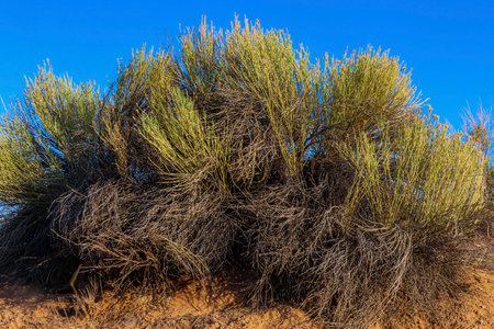desert plant with green shoots, blue sky