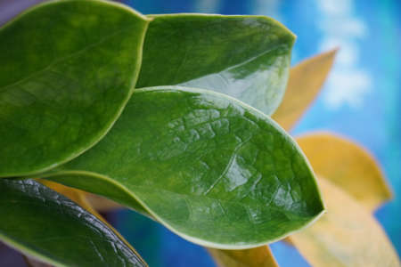 Close up of colorful green maple leaf