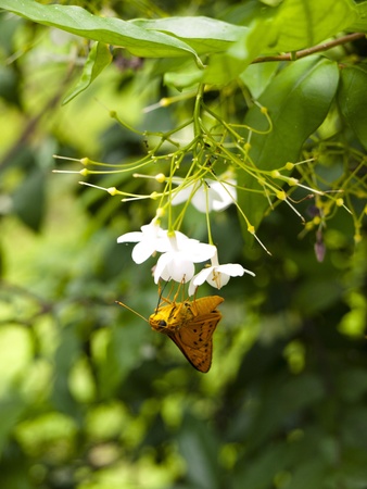 Butterflyの写真素材