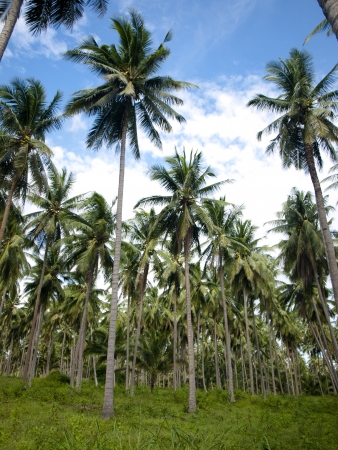 Coconutの写真素材