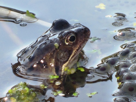 First Frogspawn of Aprilの写真素材
