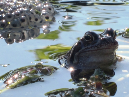 Frogs breeding in pond with Frogspawnの写真素材