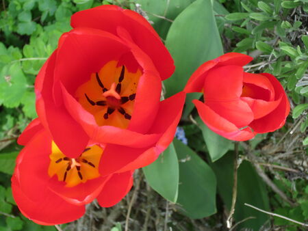 Red Tulips in Spring の写真素材