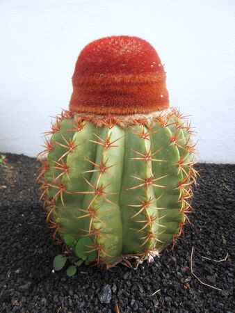 Cactus in Lanzaroteの写真素材