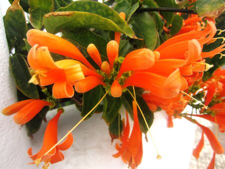 Exotic Orange Flowers in Springの写真素材
