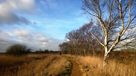 Hicklin Broad Norfolk in Spring