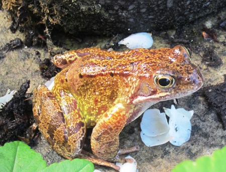 A Frog in the Garden Hopping Towards the Pond in Summerの写真素材