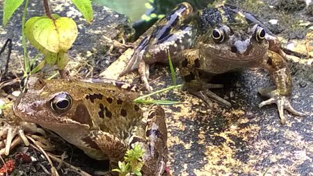 Frogs by the pond in an English Garden in Spring