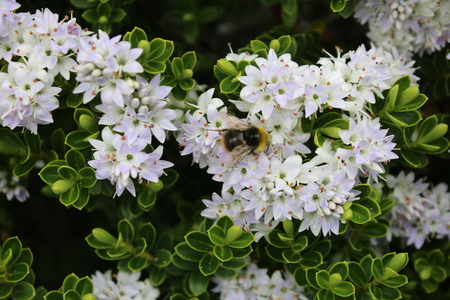 A bee on a bush of white flowers and green leaves on hebe bush in full bloom in an English garden in...