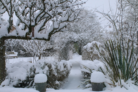 A landscape snow scene showing a winter white Christmas garden covered in virgin snow with espalier pear tree, pots patio, exotic plants trees bushes and shribs and lawn a path leading to secret door under rose arch in wild winter season blizzard  in Spring in  Norfolk East Anglia Englandの写真素材