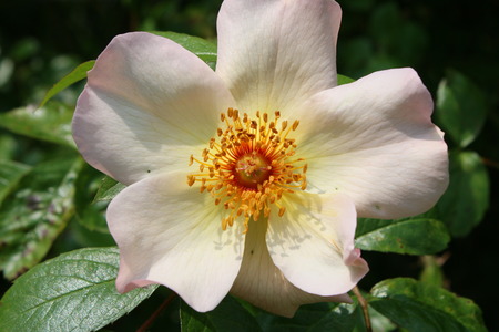 A close up view of a single Keith Maughan species rose from Peter Beales roses in Norfolk East Anglia England yellow pink white with yellow centre and five petals in full bloom in Summer sunshineの写真素材