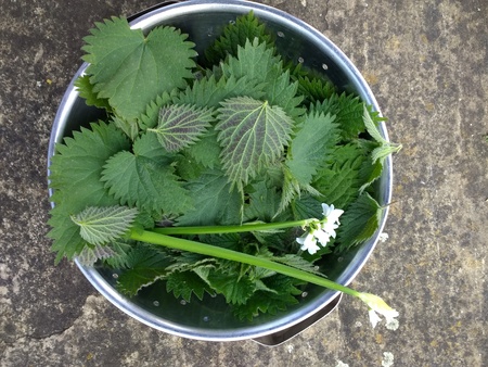 Close up organic forage green nettle leaves freshly picked with wild garlic stems and white flowers in metal colander on stone patio viewed above looking down in bright Spring sunshineの写真素材