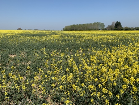 Beautiful large landscape view of vibrant sharp yellow rapeseed field in full flower in rural...