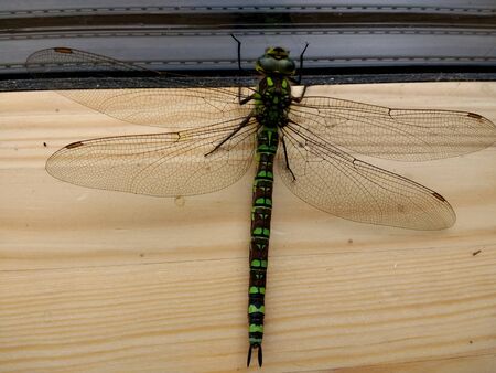 とんぼのめがねの写真 イラスト素材一覧 665件 ストックフォトのamanaimages Plus