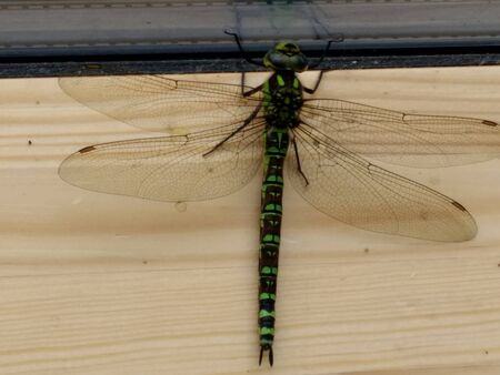 Close up of beautiful dragon fly insect resting on wood with outstretched transparent delicate wings and striped green and black body showing great beauty in nature in by water in the Summer gardenの写真素材