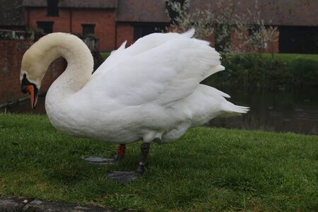 Close up of Beautiful adult royal white swan by lake water on grass standing regally with orange yellow beak and black markings side on with feather wings back and webbed feet on ground in English countryside side view with head and beak down building behind on grass by riverの写真素材