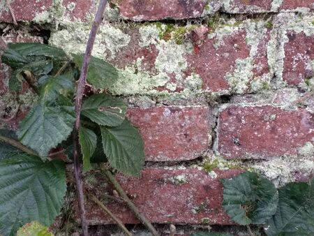 Close up of beautiful red brick wall of ancient ruin with ivy plants, blackberry bramble branches green spring leaves moss lichen and wood roots of tree clinging to the stone in nature reserve forestの写真素材