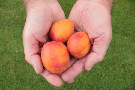 Close up of three delicious tasting  apricots in human hands the organic juicy ripe fruit freshly...