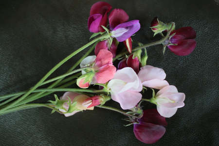 Close up of delicate sweet pea heavily scented perfumed flowers in full bloom picked from organic...