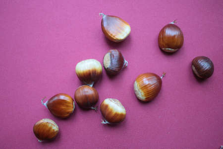 Close up of ripe chestnuts, the sweet shiny shelled nuts freshly foraged from tree woodland nature...