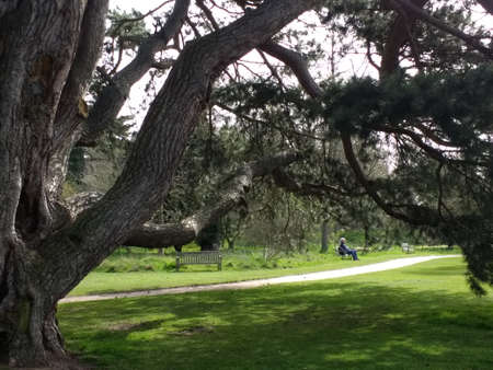 Pine trees in a park in San Francisco, California, USA