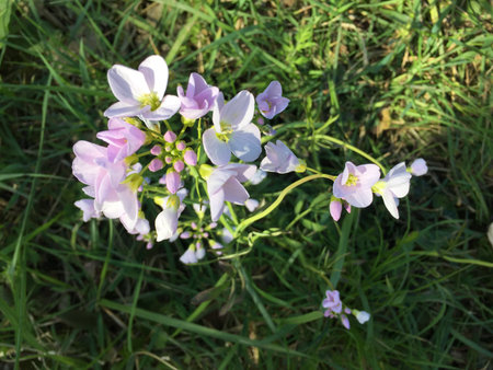Cuckooflower or Little Cuckoo flower blooming in the garden