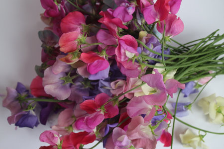 Beautiful sweet pea flower stems, the scented  Summer blooms freshly picked from organic garden with...
