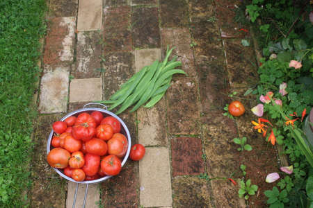 Close up of tomatoes, the fresh ripe juicy fruit harvested from organic allotment country garden, home grown in Summer flat lay view in metal colander vintage brick path backgroundの写真素材