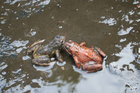 Close up of frogs covered in dark wet mud in garden pond during clean out with reflections in water...