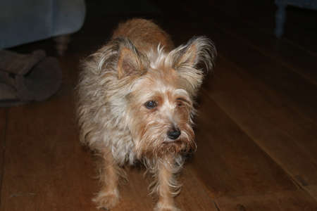 Close up portrait of dog, Man's best friend cute terrier small short haired English breed pet with sandy healthy blond fur coat standing ears alert with puzzled expression on wood floor interior homeの写真素材