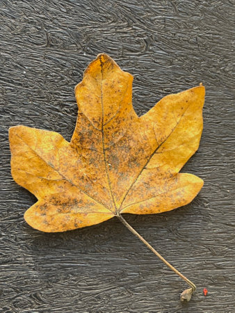 Close up of yellow maple leaf from tree in Norfolk arboretum the beautiful golden pale colour five...