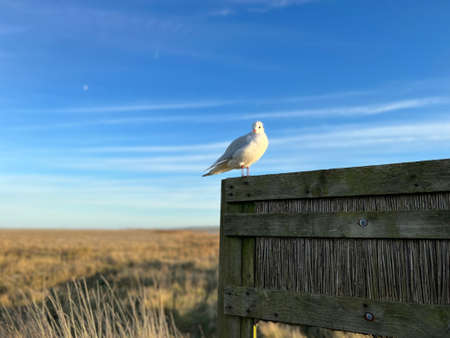 Close up macro of red bill sea gull perched on wooden bird watching hide in Cley Norfolk East Anglia UK nature reserve by beach with beautiful vast blue clear skies Winterの写真素材