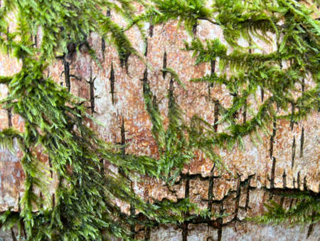 Close up of tree bark showing natural beauty of silver birch in forest woodland in Norfolk East Anglia uk a texture of peeling brown grey and tan branch wood skin and green moss and fauna in Springの写真素材