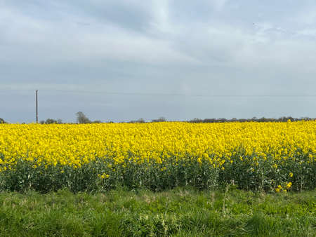 A field of yellow oilseed rape on a cloudy day in spring