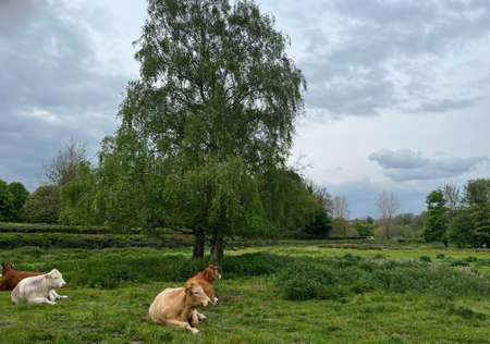 Two young cows sat peacefully in large green lush grass field at dairy farm looking across the landscape with trees showing front feet head and seated body in Summer day light in Norfolk countrysideの写真素材