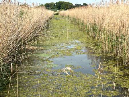 Beautiful landscape of still river in Norfolk Broad wildlife Cley next the Sea nature reserve with...