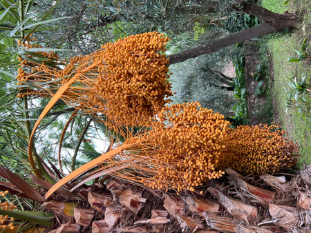 Close up of dates growing on a palm tree, the fresh ripe brown fruits on stems hanging down in...