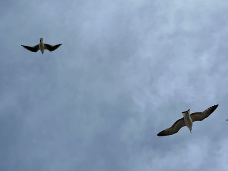 Close up of sea gulls against grey stormy sky, the birds with wings outstretched soaring swooping and floating on the air streams over the sea view from the ground looking upwardsの写真素材
