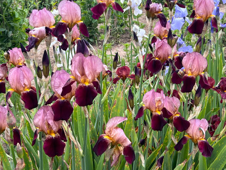 Iris flowers blooming in the garden on a sunny summer dayの写真素材