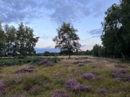 Landscape of sunset evening light and colour sky with clouds beautiful  moor land field with purple wild heather plants and path at edge of forest in uk on holiday in Summerの写真素材