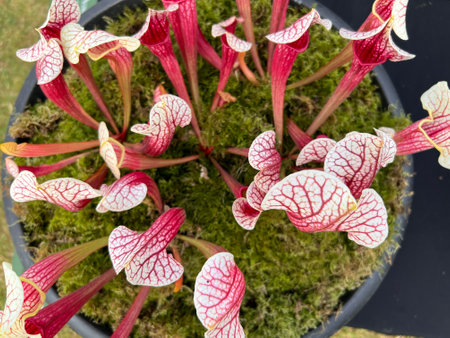 Close up of  Carnivorous pitcher plants (Sarracenia) orchid type plant  the beautiful in purple and white with veins on petals in moss covered plant pot in Summer flat lay viewの写真素材