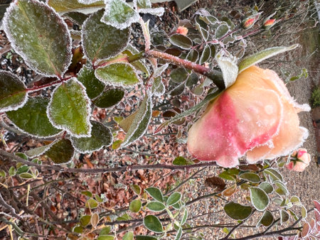 Camellia flower covered with hoarfrost in winter.の写真素材