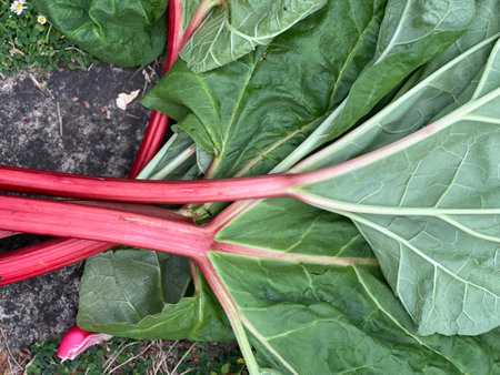 Rhubarb in the garden, close-up, top viewの写真素材