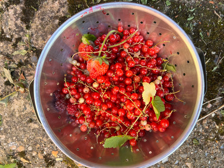 Ripe red currant in a colander on the ground.