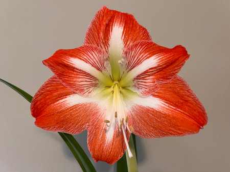 Amaryllis (Hippeastrum) on gray backgroundの写真素材
