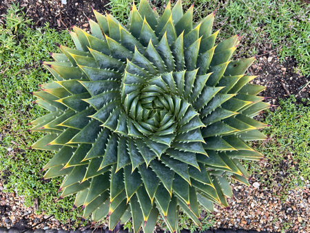 Close up of beautiful spiral design cactus centre of rare tropical green hot house plant the...